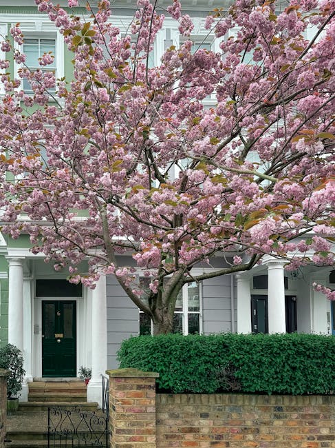 A residential front garden featuring a large cherry blossom tree with abundant pink flowers in full bloom, its branches spreading widely and creating a canopy over the area. Beneath the tree, there is a neatly trimmed green hedge that borders a brick wall and a small paved pathway leading to the house entrance. The house exterior is painted light gray with white window frames and a dark green front door, flanked by white columns supporting a porch roof. The garden appears well-maintained, with no visible tools or ongoing work, and the surrounding environment includes a clean, tidy appearance with soft natural lighting highlighting the vibrant colors of the blossoms and greenery. The scene embodies meticulous garden maintenance and landscaping work typical of a Fulham garden cared for by professionals such as Gardeners Fulham.