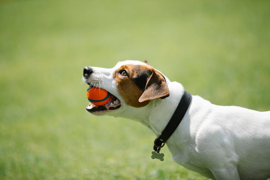 A white and brown dog with a black collar holding an orange and blue tennis ball in its mouth, standing in a lush, well-maintained garden with a vibrant green lawn. The garden features neatly trimmed grass, visible garden beds with some plants, and a paved pathway in the background. The sunlight illuminates the scene, highlighting the textures of the wet soil, the leaves, and the dog's short fur, creating an inviting outdoor atmosphere suitable for garden maintenance, landscaping work, and outdoor play. This image exemplifies the kind of well-kept garden space that Gardeners Fulham can help maintain for Parsons Green gardens in Fulham.