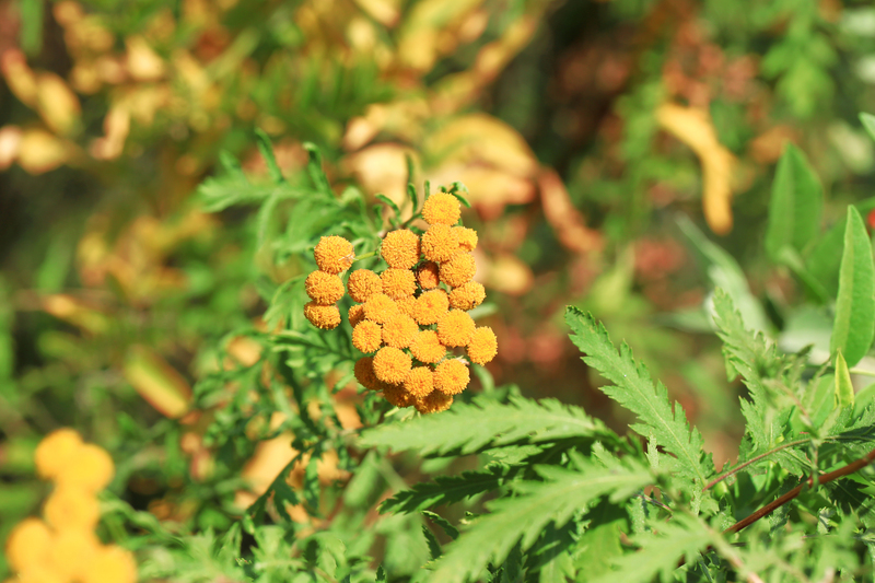 plants plants  / Group plants