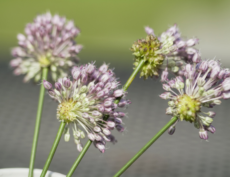 garden maintenance Garden