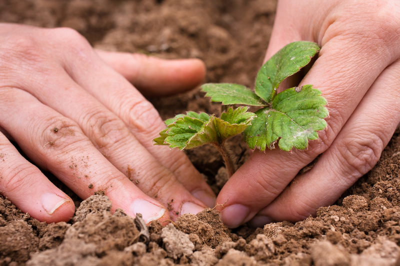 garden design Garden