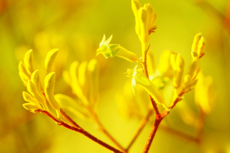 Hedge trimming garden
